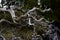 Twisted and bleached skeleton of a tree lies on the shore of an islet in Nuchatlitz Inlet