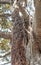 A twisted braid of aerial roots of a large Ficus tree.