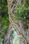 Twisted branches of a ficus tree. Ficus microcarpa is tropical tree with smooth light-gray bark leaves