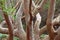 Twisted branches of gum tree Australian nature