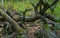 Twisted branches and roots of old gray trees are covered with moss in a summer Siberian forest.