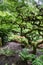 Twisted Branches on Small Tree