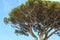 Twisted branches of the Stone Pine on the isle of Capri