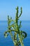 Twisted cactus branches against blue sea water and sky