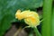 Twisted closed pumpkin flower emerging from its flower bud with yellow and green petals