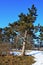 Twisted coniferous pine trees during february cold winter season on Zobor, Nitra, Slovakia. Patches of snow on the ground.