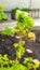 Twisted currant leaves. Currant branch with wrinkled leaves is affected by black aphids. Severely damaged leaves from a