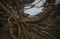 Twisted cypress tree roots on a coastal cliff on Lands End trail in San Francisco, California USA