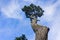 Twisted cypress tree, San Francisco, California