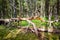 Twisted dead grey tree in mossy green forest