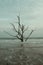 Twisted dead trees at Driftwood Beach in South Carolina under a dull, cloudy sky