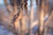 Twisted dried autumn leaf in late winter on a background of blurred forest