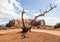 Twisted dry tree with shadow - Monument Valley panorama - Arizona, AZ,