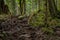 Twisted exposed gnarled roots of pine trees growing on a slope of a hill in Lynn Canyon Park forest in Vancouver, Canada