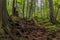 Twisted exposed gnarled roots of pine trees growing on a slope of a hill in Lynn Canyon Park forest in Vancouver, Canada