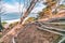 Twisted gnarled cypress tree roots on the side of a coastal cliff on Lands End trail with the Bay in the background in