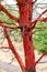 Twisted gnarled peeling madrona tree