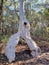 Twisted gnarly eucalyptus tree in the forest