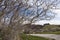 Twisted gnarly leafless trees with a sidewalk behind it and a large mansion on a hill in the distance              near