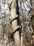 Twisted Grape Vine Climbing up a Tree Trunk in the Forest