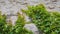 Twisted green plants spread on large ruined ancient rocks