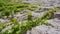 Twisted green plants spread on ruined ancient wall rocks
