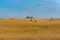 Twisted hay in the field, bundles of hay, fields with twisted haystacks