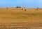 Twisted hay in the field, bundles of hay, fields with twisted haystacks