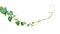 Twisted jungle vines climbing plant of green leaves Laurel clockvine Thunbergia laurifolia medicinal vine plant native to