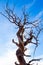 Twisted Juniper Tree in Winter