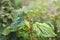 Twisted leaves of a currant bush with signs of a Anthracnose disease