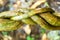 Twisted Lianas Amazonian Theme