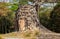 Twisted old roots of a tree cover everything but a few bricks of a small temple in Cambodia