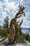 Twisted Pine Tree Trunk at Yosemite