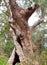 Twisted Red Tingle Tree: Valley of the Giants, Western Australia