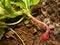 Twisted root of the radish variety French Breakfast