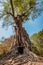 The twisted roots of an old tree cover all but a small square entrance left from an old temple in Cambodia