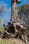 Twisted roots and stump of oak tree in Corsica