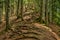 Twisted roots of trees in mountain forest