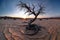 Twisted Solitude: Lone Tree in Desert Magic Hour