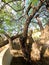 Twisted  Tree Trunk Limbs Natures Architect Plant Formations Native Plant Desert