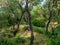 Twisted Tree trunks Riparian Forest landscape scene