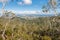 Twisted trees growing in rainforest in New Caledonia with view of Noumea