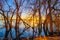 Twisted Trees On Lake at Sunset