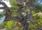 Twisted trunk of a juniper tree.