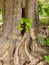 The twisted trunk of the tree shows decades of stress