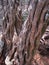 TWISTED TRUNK OF WILD OLIVE TREE