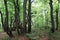 Twisted trunks of beech trees - old beech forest