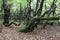 Twisted trunks of beech trees - old beech forest