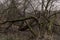 Twisted trunks of old trees pierced in the middle of a protected forest reserve